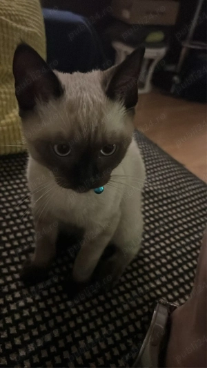 Pui de pisica siameza - imagine 4