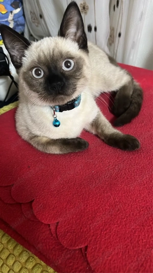 Pui de pisica siameza - imagine 5