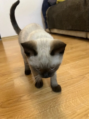 Pui de pisica siameza - imagine 3