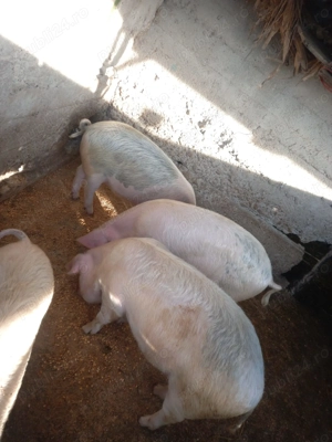 Porci de vânzare - imagine 4