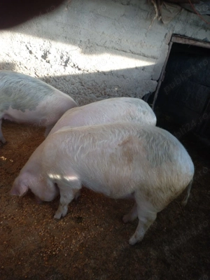 Porci de vânzare - imagine 2