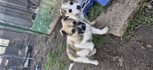 Dau catei spre adoptie 