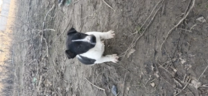 Dau catei spre adoptie  - imagine 5