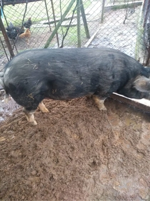 vand porc  - imagine 2