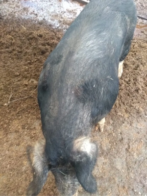 vand porc  - imagine 3