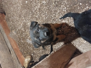 De vânzare pui ciobanesc german  1 femela  - imagine 3