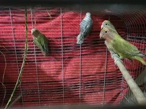 papagal nimfa amorez agapornis