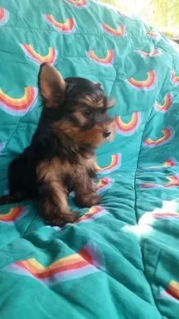 Yorkshire Terrier Pasaport Yorki Talie Mica - imagine 5