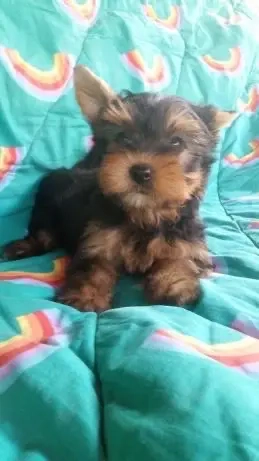 Yorkshire Terrier Pasaport Yorki Talie Mica - imagine 3