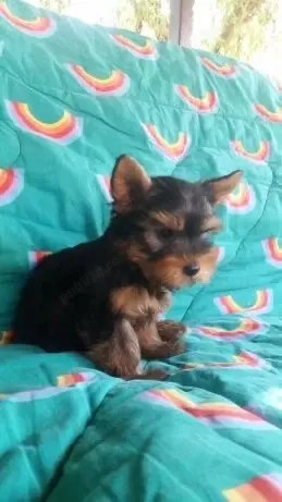 Yorkshire Terrier Pasaport Yorki Talie Mica - imagine 4