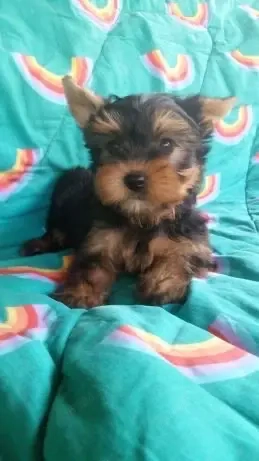 Yorkshire Terrier Pasaport Yorki Talie Mica