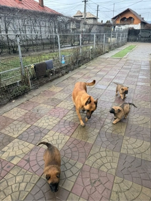 Pui de ciobanesc belgian malinois - imagine 5