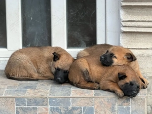 Pui de ciobanesc belgian malinois
