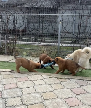 Pui de ciobanesc belgian malinois - imagine 2