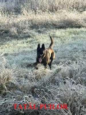 Pui de ciobanesc belgian malinois - imagine 4