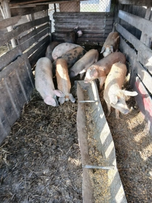 De Vânzare 10 bucăți mai multe detalii la telefon  - imagine 3