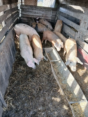 De Vânzare 10 bucăți mai multe detalii la telefon  - imagine 2