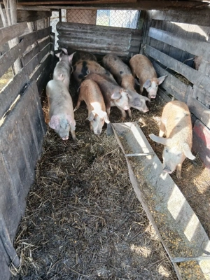 De Vânzare 10 bucăți mai multe detalii la telefon  - imagine 4