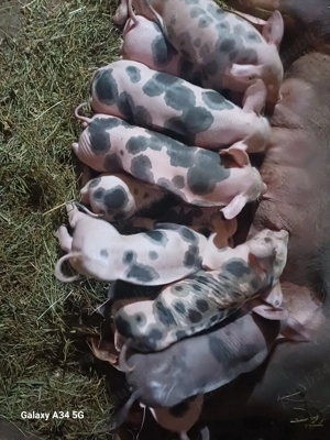 vand scroafa la prima fatare