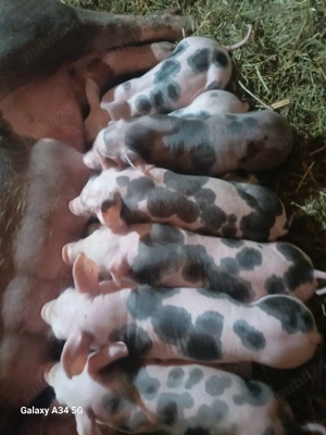 vand scroafa la prima fatare