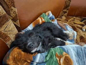 Cațelușă talie mica - imagine 4