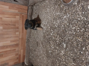 De vânzare pui ciobanesc german  1 femela  - imagine 2