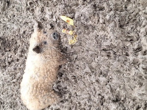   Mascul mangalita  blond