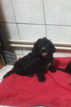 Cațelușă talie mica - imagine 2