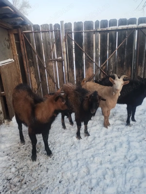 Tapi de vanzare pret bunn - imagine 2