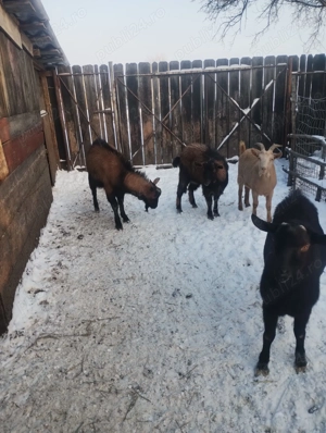 Tapi de vanzare pret bunn - imagine 4