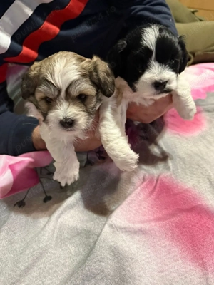 De vânzare bisoni 2fetite mai multe detalii la telefon 