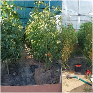 Teren casa 1000 mp, front stradal 20 ml cu proiect pentru casa la sol - imagine 7