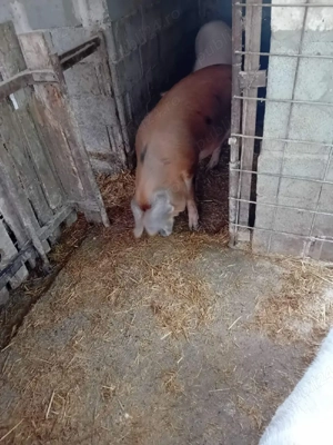 văd purcea - imagine 2