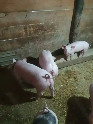 Purcei de vanzare. - imagine 2