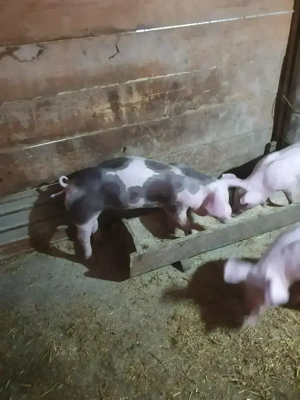 Purcei de vanzare. - imagine 3