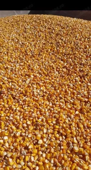 Vând porumb boabe 2025