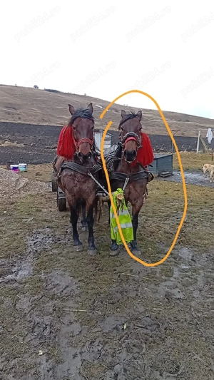 vand iapa 9 10 ani  - imagine 3