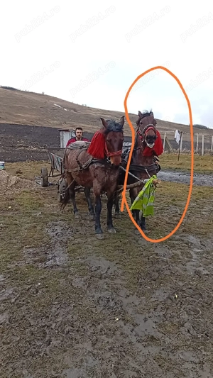 vand iapa 9 10 ani  - imagine 5