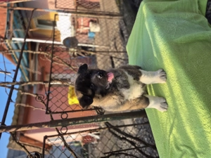 Akita american de 9 săptămâni - imagine 5