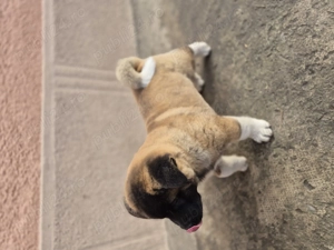 Akita american de 9 săptămâni - imagine 3