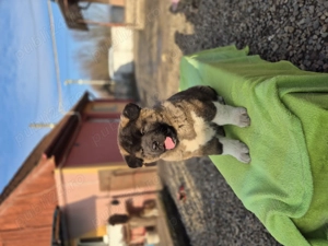 Akita american de 9 săptămâni