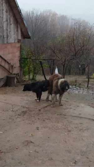 Donez femele ciobanesc  - imagine 3