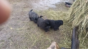 Donez femele ciobanesc 