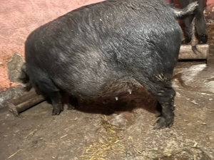 vand scrafa geztata trebuie sa fete luna asta are 200 kg pietran kurat prețul 2900 lei 