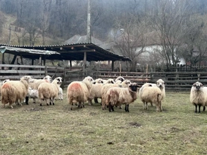 Vand oi turcane de munte - imagine 3