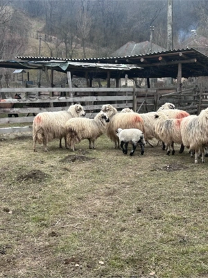 Vand oi turcane de munte - imagine 4