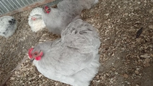 Vând găini cochinchina pitic lavandă  - imagine 3