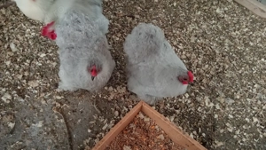 Vând găini cochinchina pitic lavandă  - imagine 4