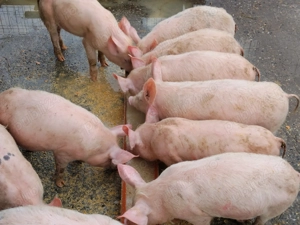 Vând purcei pentru Craciun