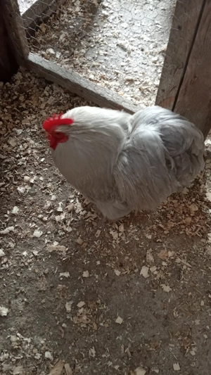 Vând găini cochinchina pitic lavandă  - imagine 5